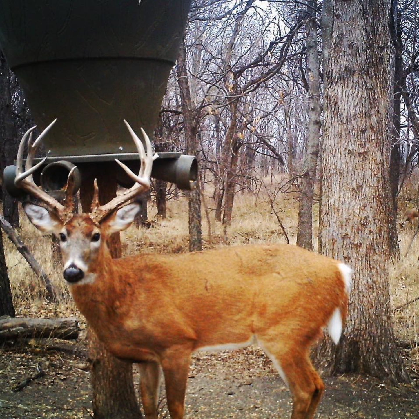 Banks Outdoors Feedbank 600 Gravity Deer Feeder